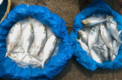 High angle view of fish in blue sacks for sale at market