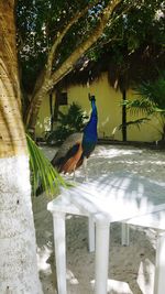 Bird perching on a tree