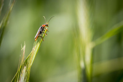 A soft beetle sits on an ear of grain