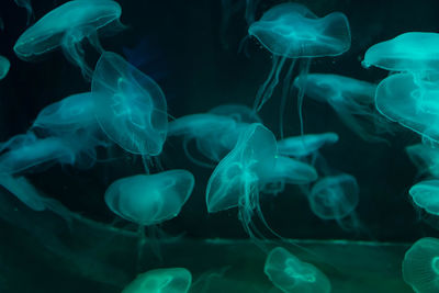 Close-up of jellyfish in sea