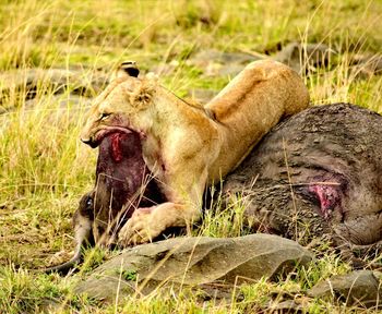 Lion killing wildebeest