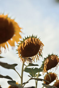 Close-up of honey bee on sunflower against sky