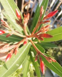 Close-up of plant