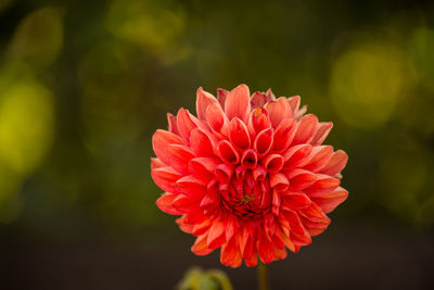 Close-up of red flower