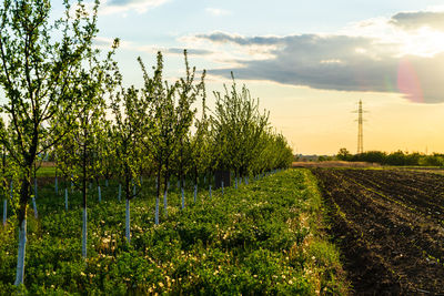 Plants growing on field against sky during sunset