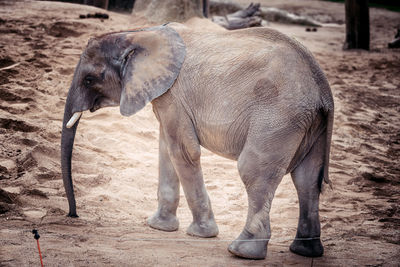 Close-up of elephant