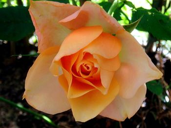 Close-up of rose blooming