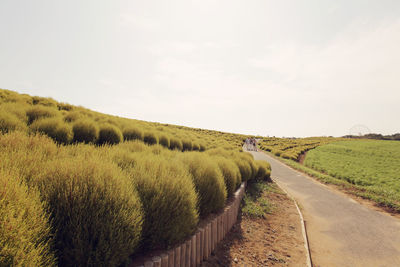 Road amidst field against sky