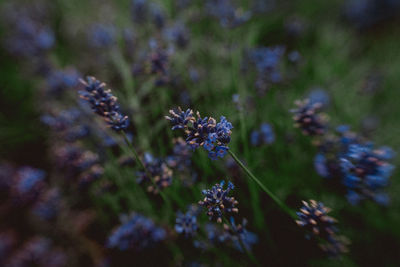 Close-up of purple flowering plant