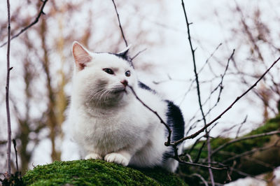 View of a cat on branch