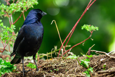 Close-up of bird perching on plant