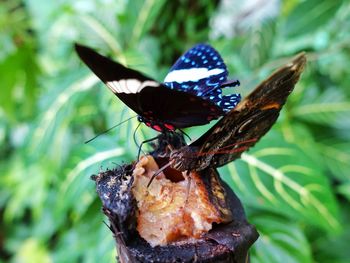 Close-up of butterfly pollinating flower