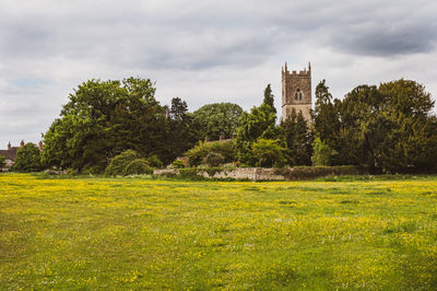 Trees growing on field against sky