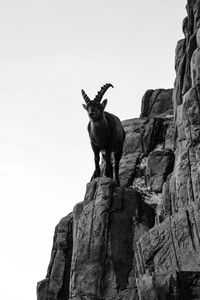 Low angle view of silhouette mountain goat standing on rock against clear sky