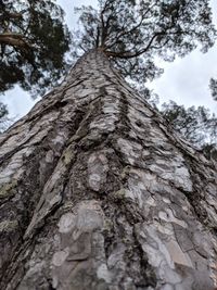 Low angle view of tree trunk