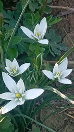 Close-up of white flowering plant