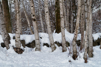 Trees in forest during winter