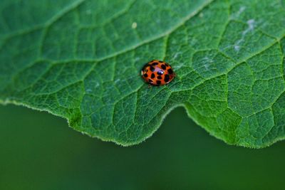 Close-up of ladybug on leaf