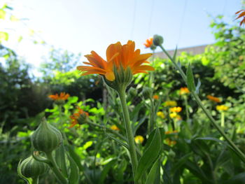 Close-up of flowers blooming outdoors