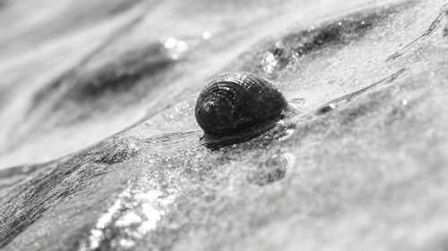Close-up of snail on water