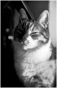 Close-up of cat