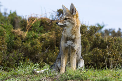 Portrait of fox on field