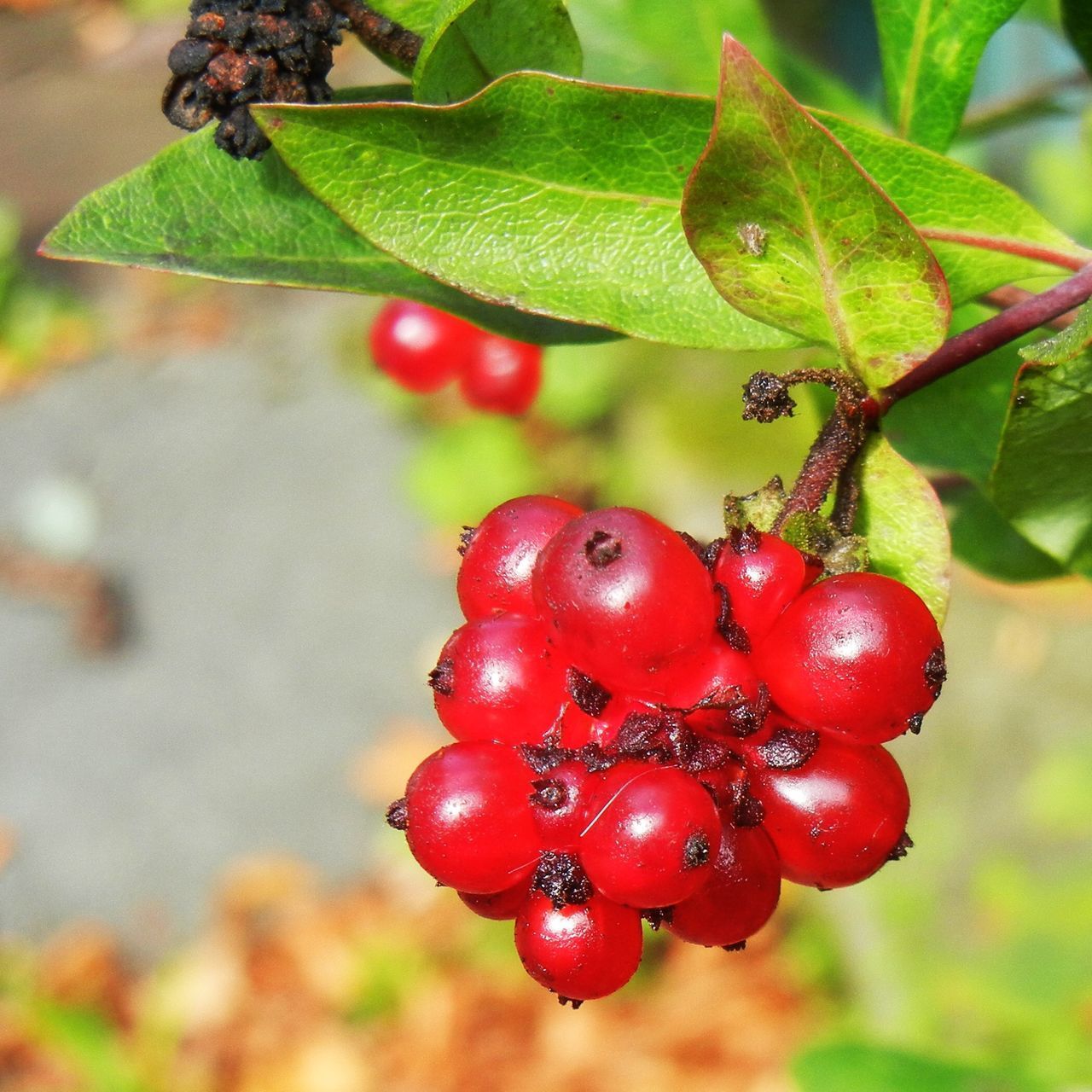 CLOSE-UP OF BERRIES ON TREE