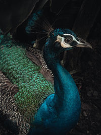 Close-up of a peacock