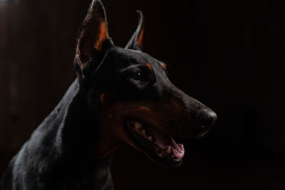 Close-up of dog looking away