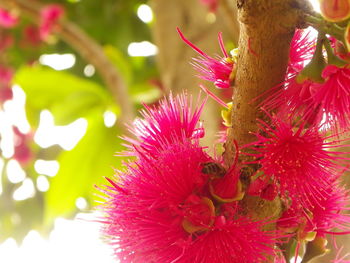 Close-up of pink flower