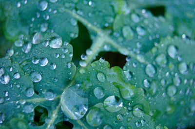 Close-up of water drops on leaf