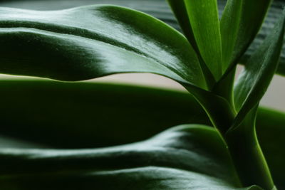 High angle view of green leaf