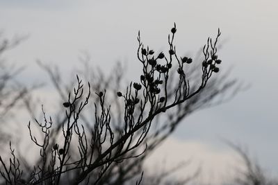 Close-up of plant against sky