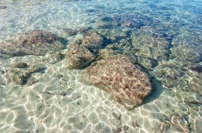 View of coral in sea