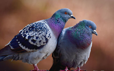 Close-up of pigeons perching