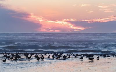 Flock of birds on beach against sky during sunset