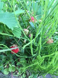 Close-up of plants growing on field