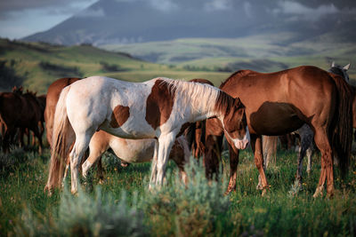 Horses in the field