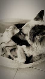 Side view of dog looking away