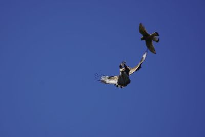 Low angle view of bird flying against clear blue sky