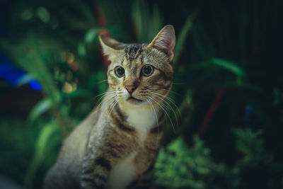 Close-up portrait of a cat