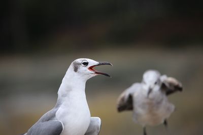 Close-up of bird against blurred background