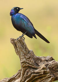 Close-up of bird perching on branch