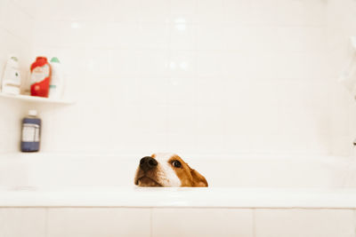 Mixed breed puppy pokes her head above the bathtub before bathtime