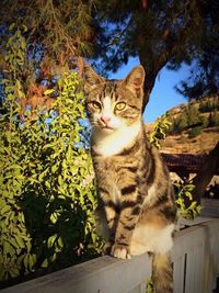 Portrait of a cat