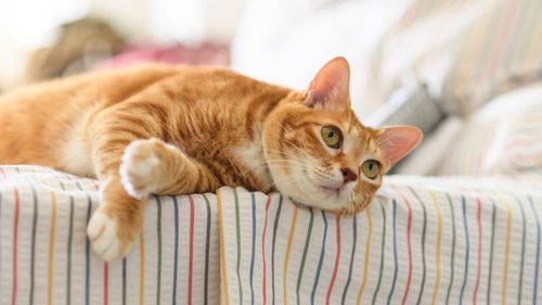 Cat lying on sofa