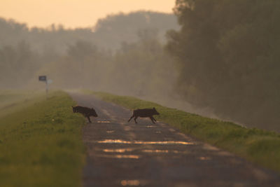 Wild boar crossing the road in the dawn, kopacki rit