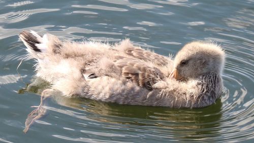 Close-up of duck swimming in lake