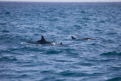 View of two people swimming in sea