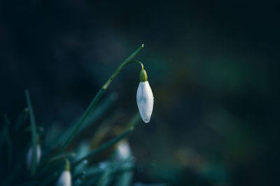 Close-up of white flowering plant